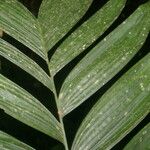 Chamaedorea crucensis Leaf