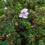 Prostanthera cuneata Çiçek