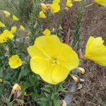 Oenothera glaziovianaFlower