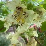 Catalpa ovataLorea