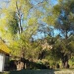 Parkinsonia aculeata Bark