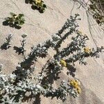 Achillea maritima Elinympäristö