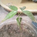 Talisia esculenta 葉