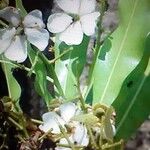 Lophira lanceolata Flower