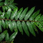 Xylopia letestui 葉