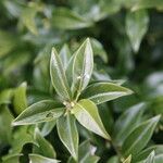 Sarcococca pruniformis Fuelha