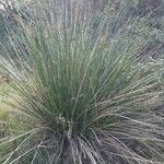 Scirpoides holoschoenus Hábitos