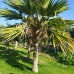 Washingtonia robusta Leaf