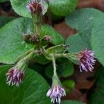 Petasites pyrenaicus Blomma