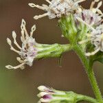 Brintonia discoidea Flower