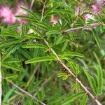 Calliandra selloi Blatt