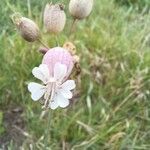 Silene vulgarisFlor