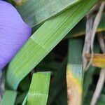 Iris unguicularis 葉