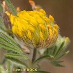 Hymenocarpos hamosus Flower