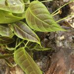 Spatholobus multiflorus Hoja