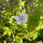 Geranium richardsonii Fiore