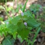 Lamium hybridum Blad