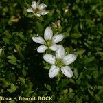 Minuartia rupestris Flower