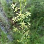 Ornithogalum pyrenaicumBloem