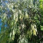 Schinus molle 形態