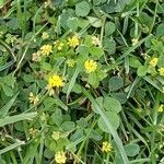 Medicago lupulina Habit