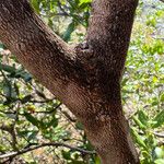 Cloezia artensis Bark