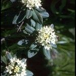 Rhododendron columbianum Flor