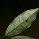 Oxandra asbeckii Hoja