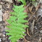 Dryopteris cristata List