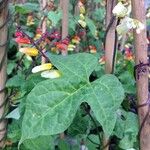 Ipomoea lobata Fulla