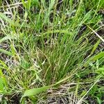 Festuca filiformis Hoja