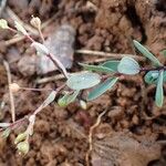 Linum catharticum Habit