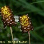 Trifolium spadiceum Blüte