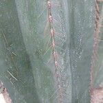 Isolatocereus dumortieri Hoja