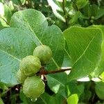 Chrysobalanus icaco Fruit