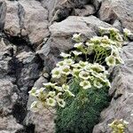Saxifraga squarrosa Flower
