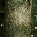 Guapira eggersiana 樹皮