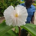 Cheilocostus speciosus Blüte