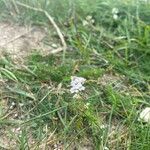 Achillea erba-rottaFlower