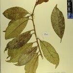 Photinia integrifolia Autre