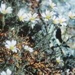Cerastium boissierianum Kvet