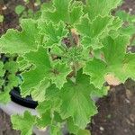 Pelargonium cucullatum Blad