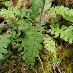 Pedicularis canadensis Hoja