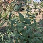 Crotalaria retusa Blad