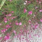 Oenothera lindheimeri Kvet