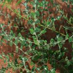 Indigofera cordifolia Leaf