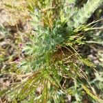 Echium arenarium Flor