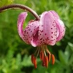 Lilium martagonBlomma