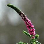 Veronica spicata 花