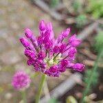 Allium giganteum Blomst